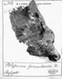 Fomes fomentarius image